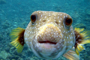 Nekoliko činjenica o ribljijoj inteligenciji